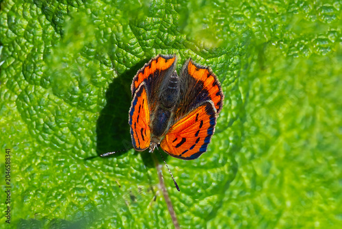 Εκτύπωση καμβά Lycaenidae / Benekli Bakır / Small Copper / Lycaena phlaeas