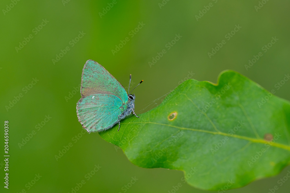 Fototapeta premium Lycaenidae / Zümrüt / Green Hairstreak / Callophrys rubi