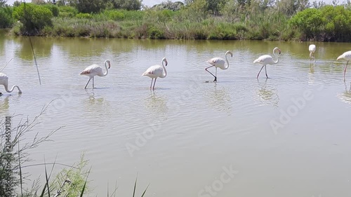 great blue heron flamingos in the camarques in france 