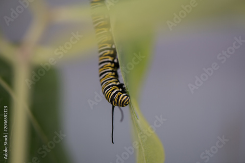 monarch caterpillar