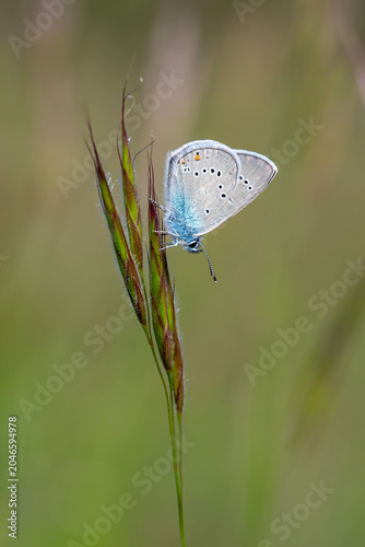 Çokgözlü Güzel Mavi » Cyaniris semiargus » Mazarine Blue