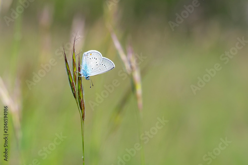 Çokgözlü Güzel Mavi » Cyaniris semiargus » Mazarine Blue
