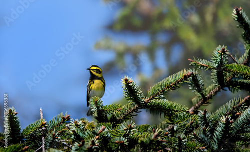 Townsend's Warbler (Setophaga Townsendi)
