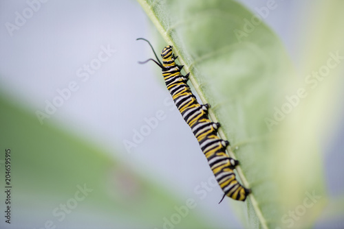 monarch caterpillar climbing