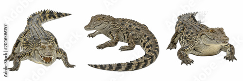Exotic Caiman Crocodile Alligator Reptile Transparent PNG Clipart Set, Wild Jungle Amphibian Creature Collection, Zoo Wildlife Animal Predator Bundle, Nature Graphic Design Elements Cutout Isolated As