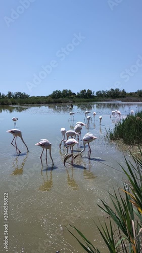 Flamingos in the camarques in south France