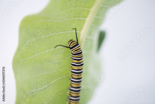 monarch caterpillar
