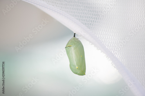 monarch chrysalis hanging