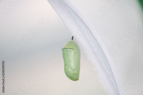 monarch chrysalis hanging