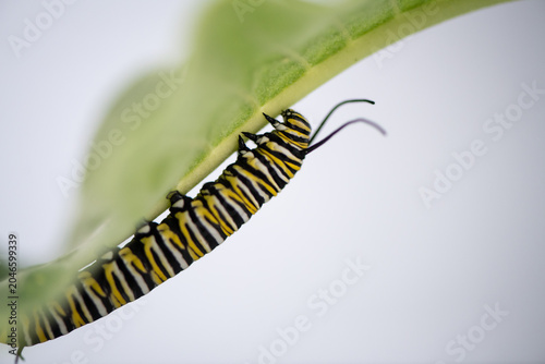monarch caterpillar