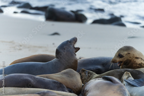 Фотография Sea Lions Vocalizing and Resting on Sandy Beach