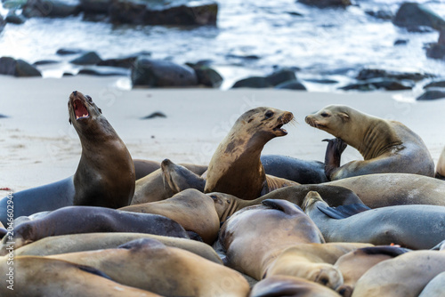 Fotografia Large Colony of Sea Lions Resting on a Sandy Beach