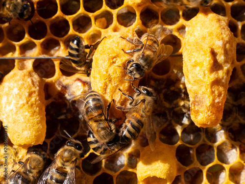 Beginning of a new life. The larva of the future queen bee develops in the wax queen cell.