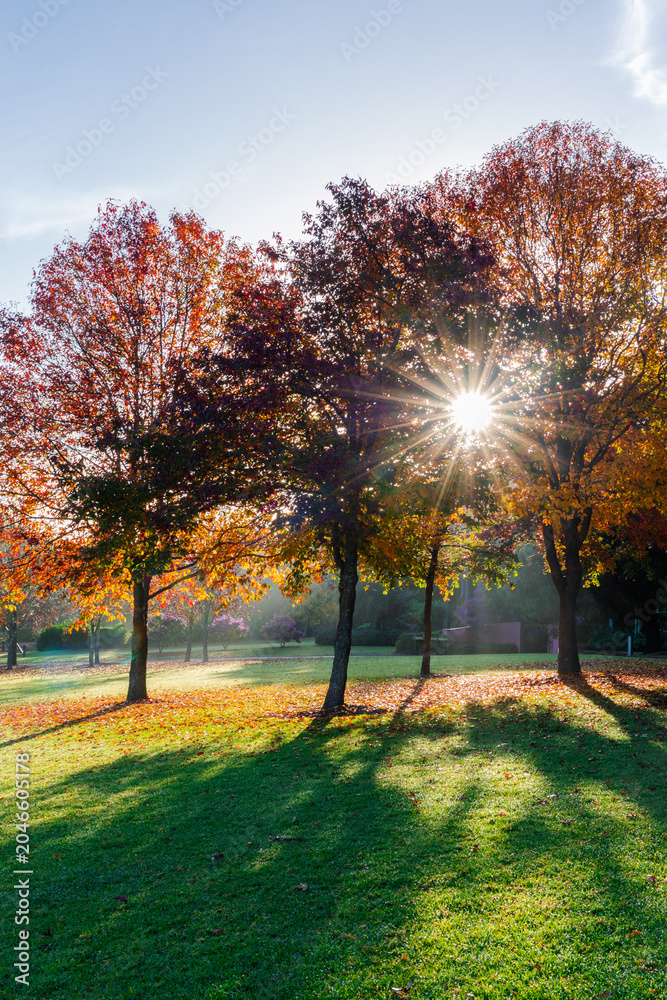 Obraz premium Sunlight shines through the trees in autumn morning.