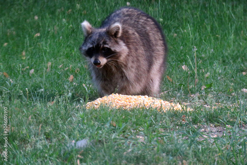 Raccoon Eating Corn