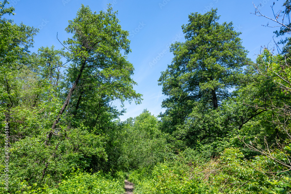Fototapeta premium Spring Landscape around Pancharevo lake, Bulgaria