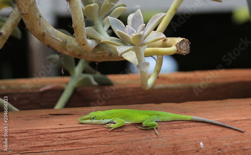 Green Anole Lizard With New Tail Growth in Garden