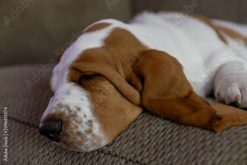Foto basset hound puppy sleeping