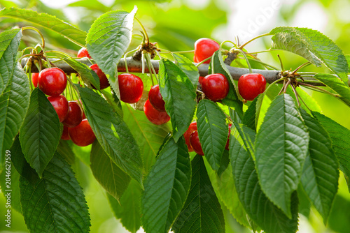 Ripe red cherries hanging on a tree branch with green leaves in a sunny garden.