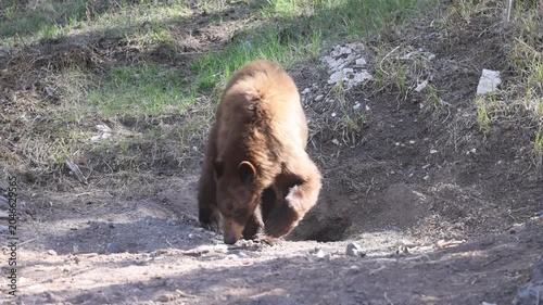 Black Bear in Springtime in Yellowstone National Park Wyoming
