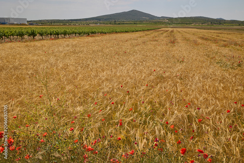 Golden wheat field beside vineyard under mountain horizon