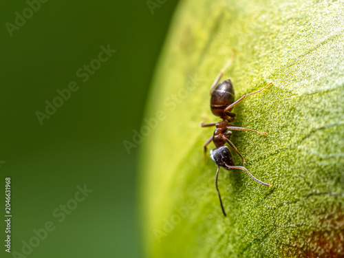 Macro shot Of an Ant On peony Flower Bud