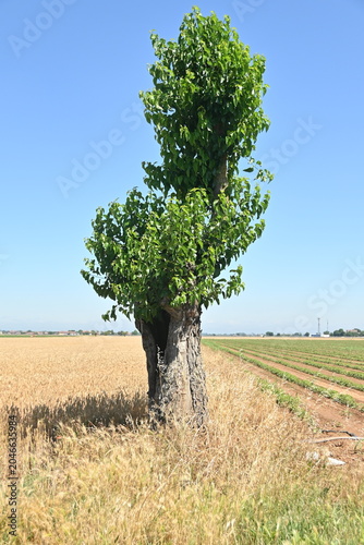 Pianta del gelso strana - Alessandria - Piemonte - Italia