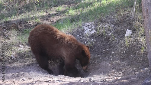 Black Bear in Springtime in Yellowstone National Park Wyoming