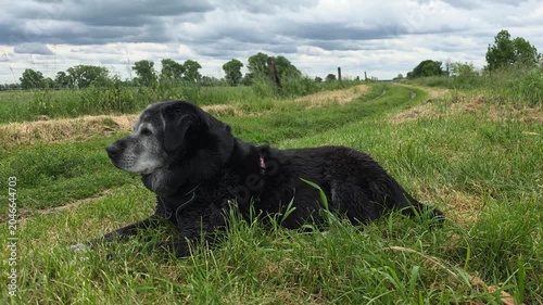 An elderly black dog rests in a meadow amidst the sounds of nature
