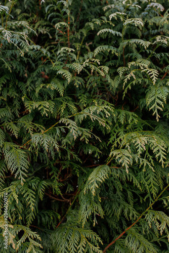 Quadro em tela Evergreen thuja hedge background with layered foliage