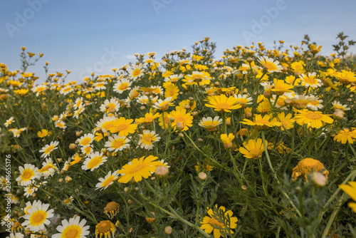 Close-up of a field full of daisies and chamomile. Flowers in the countryside. Yellow and green.
