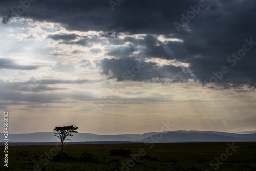 Foto Gracefull Tree