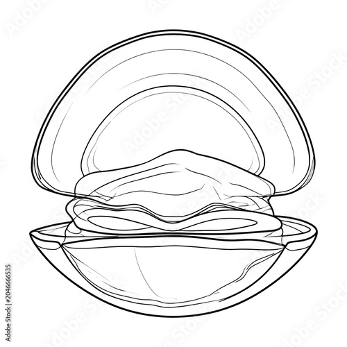 A line drawing of an open clam showcasing its interior