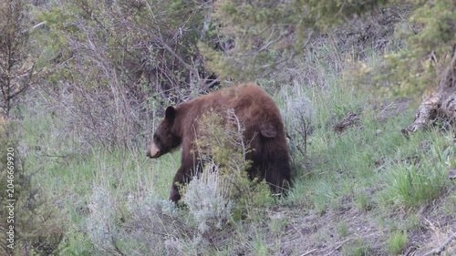 Black Bear in Springtime in Yellowstone National Park Wyoming