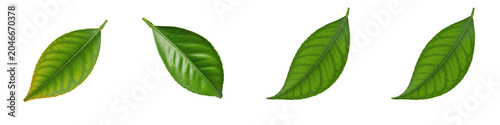 Schilderij op canvas Isolated Green Basil Leaves PNG Set, Realistic Organic Herbal Menthol Spice Tran