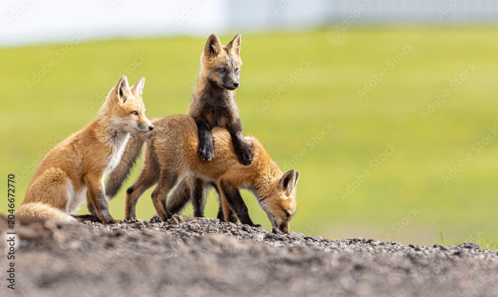 Fototapeta premium Red Fox