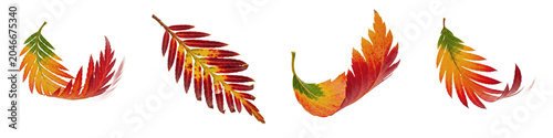 Photos Set of Isolated Colorful Autumn Fern Leaves and Pinnate Foliage with Red, Orange