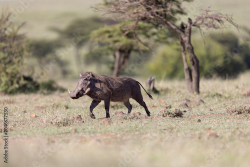 Bild auf Leinwand Warthog  Trot