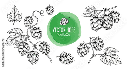 Vector hops illustrations, beer brewing icons, hop cones and leaves, line art botanicals
