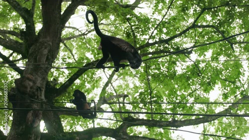 Two spider monkeys traverse power lines high above ground with their distinctive curled tails silhouetted against lush green tropical tree canopy. Wildlife adapts to urban environment.