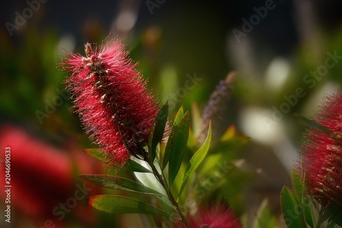 Bild auf Leinwand Callistemon Citrinus a common red bottlebrush ornamental plant with dark crimson red flowers arranged in spikes and glossy leaves, on a natural background