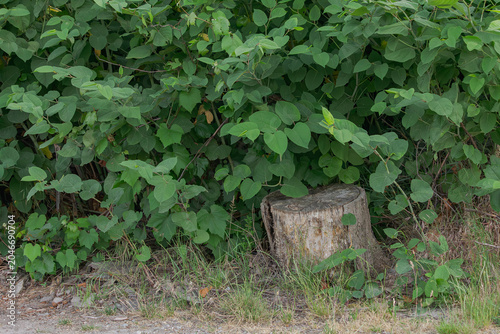 Φωτογραφία A lone tree stump in the dense bush
