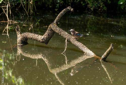 Wildlife environment - A Eurasian Jay bird perched peacefully on a fallen branch in the lake of a wildlife reserve
