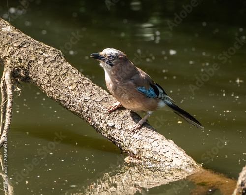 Wildlife environment - A Eurasian Jay bird perched peacefully on a fallen branch in the lake of a wildlife reserve