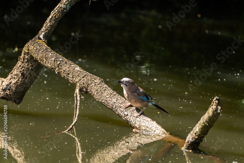 Wildlife environment - A Eurasian Jay bird perched peacefully on a fallen branch in the lake of a wildlife reserve