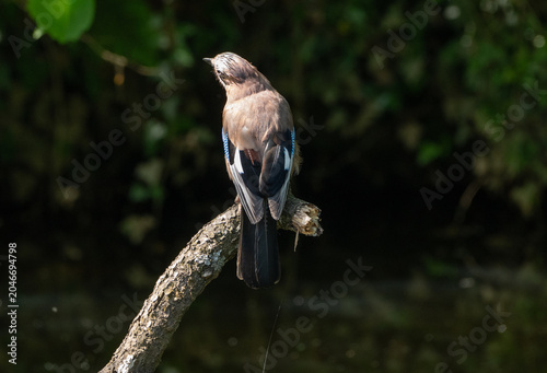 Wildlife environment - A Eurasian Jay bird perched peacefully on a fallen branch in the lake of a wildlife reserve