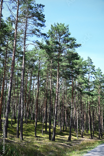 Vertical view of tall pine trees in a forest with a dirt path under blue sky