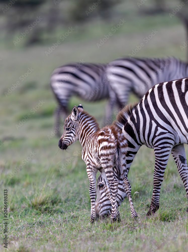 Obraz premium Baby Zebra