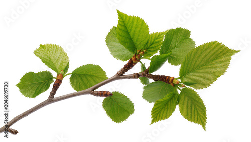 Isolated young tree branch showing new growth with vibrant green leaves and developing buds