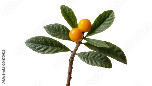 Quadro su tela Isolated loquat fruits on a branch with lush green leaves, healthy natural sweet